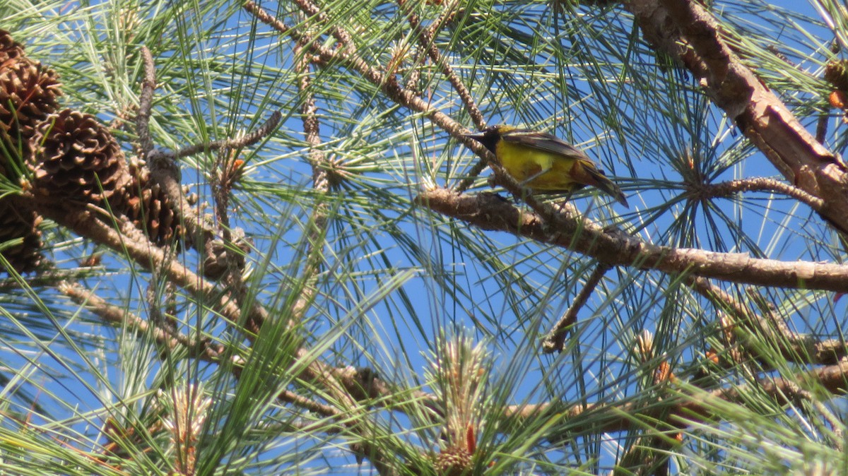 Orchard Oriole - ML634868861