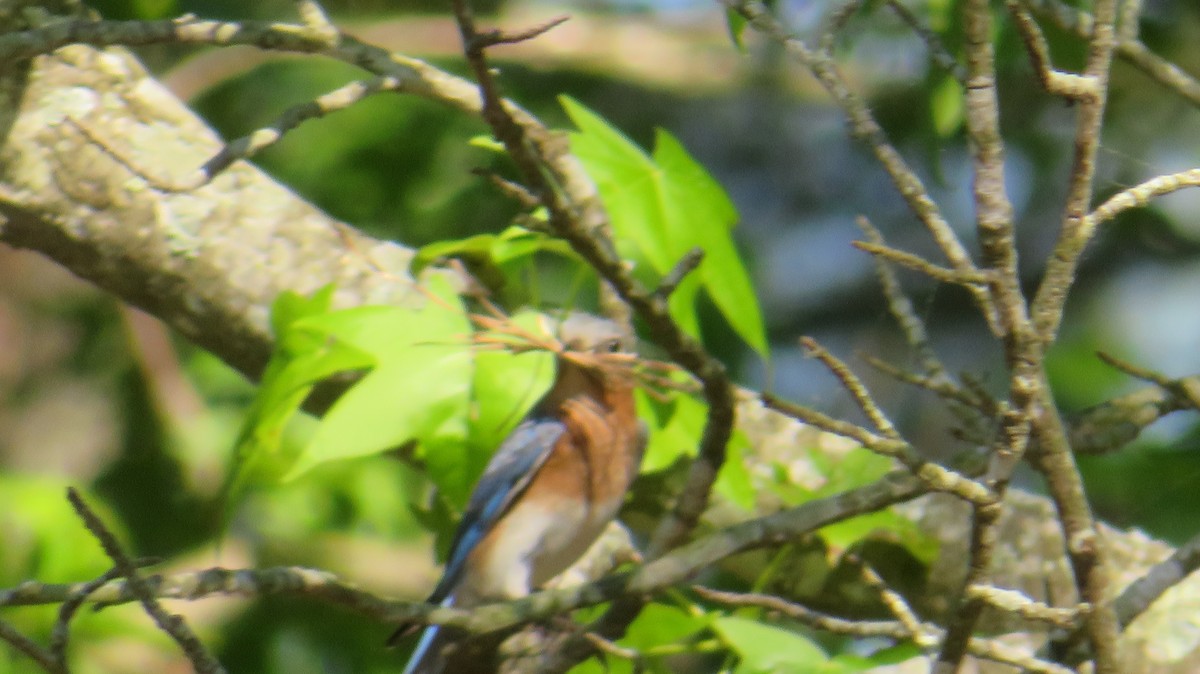 Eastern Bluebird - ML634868882