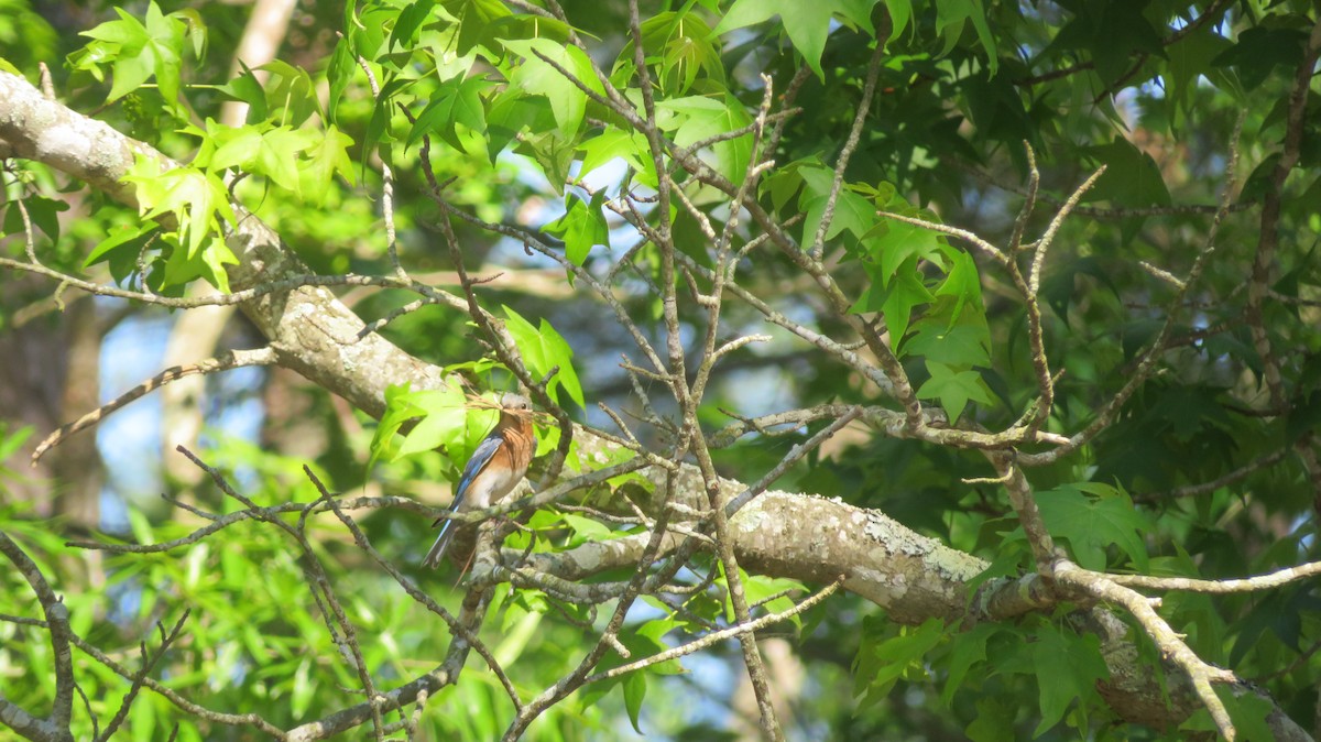 Eastern Bluebird - ML634868883