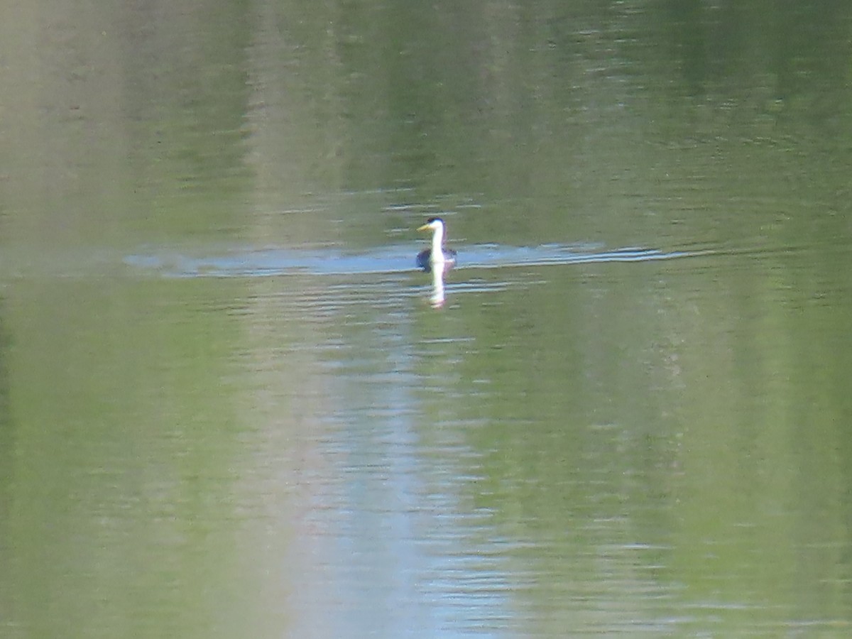 Western Grebe - ML634868951
