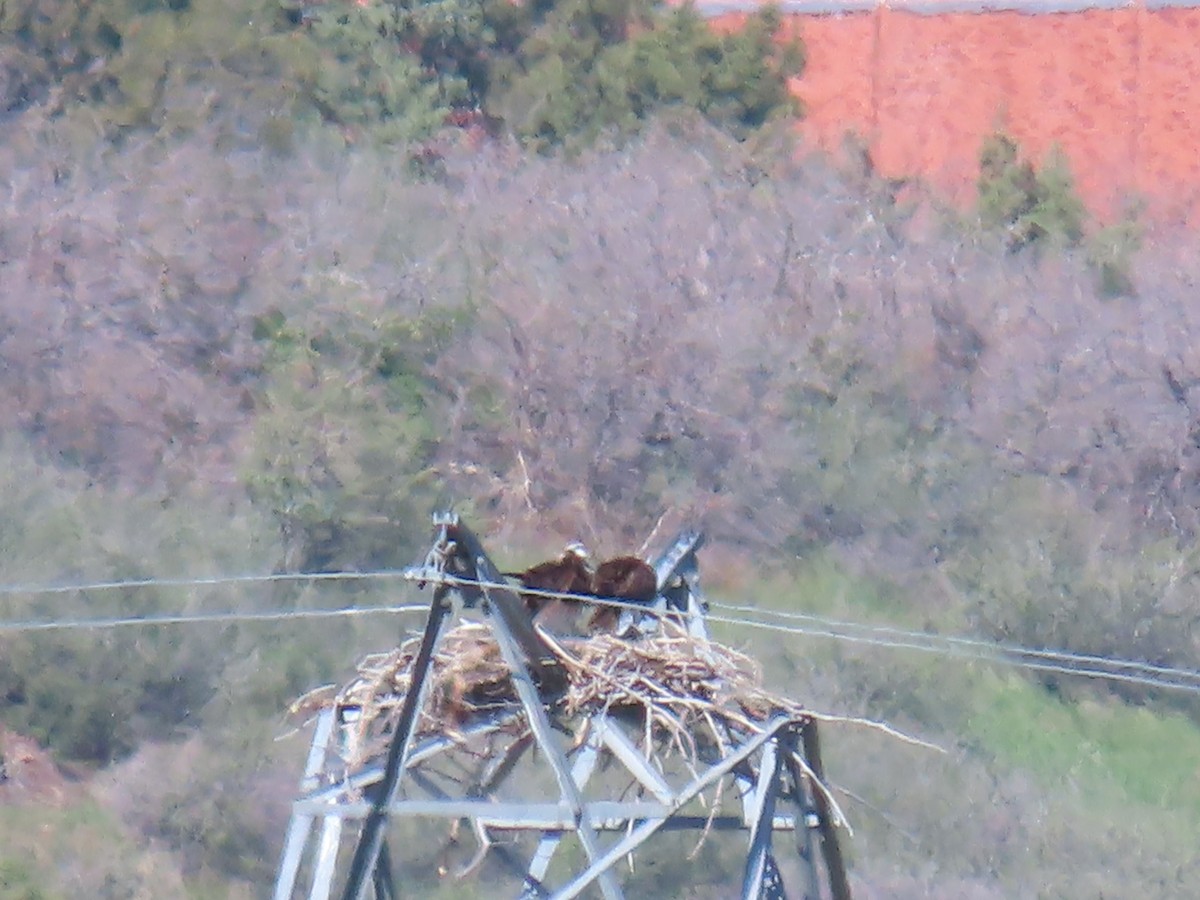 Osprey - ML634868981