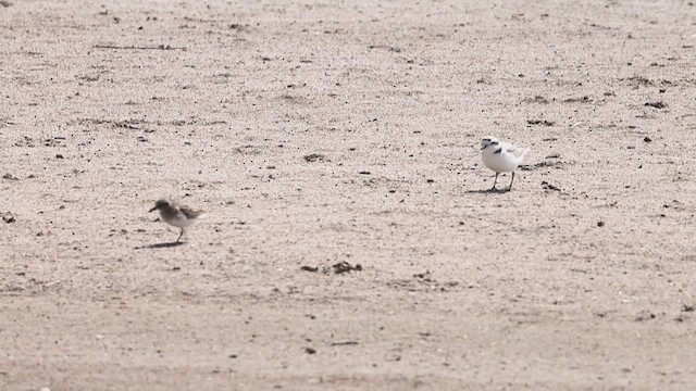 Snowy Plover - ML634868986