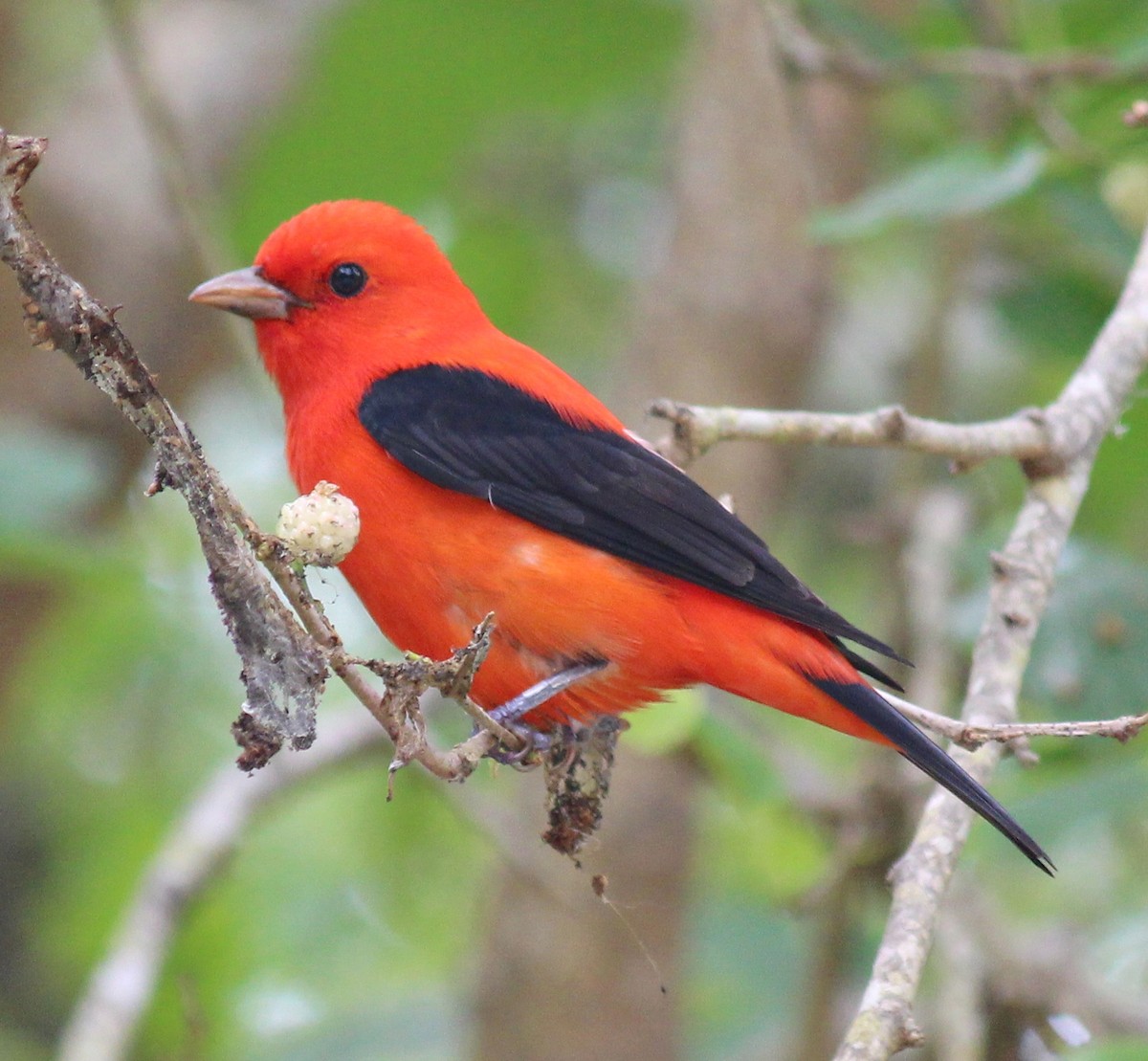 Scarlet Tanager - ML634869008