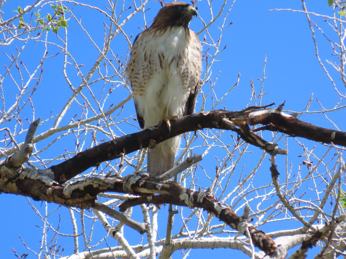 Red-tailed Hawk - ML634869016