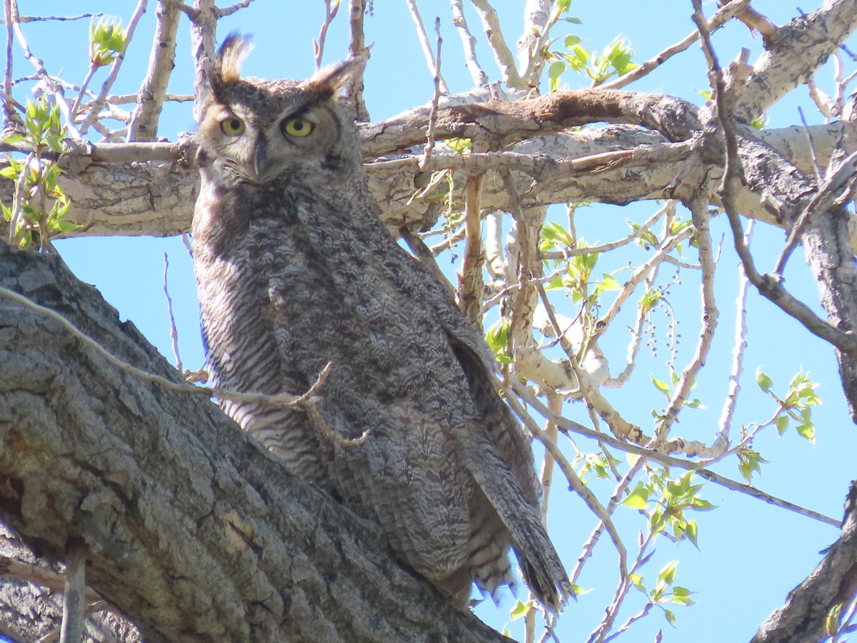 Great Horned Owl - ML634869030