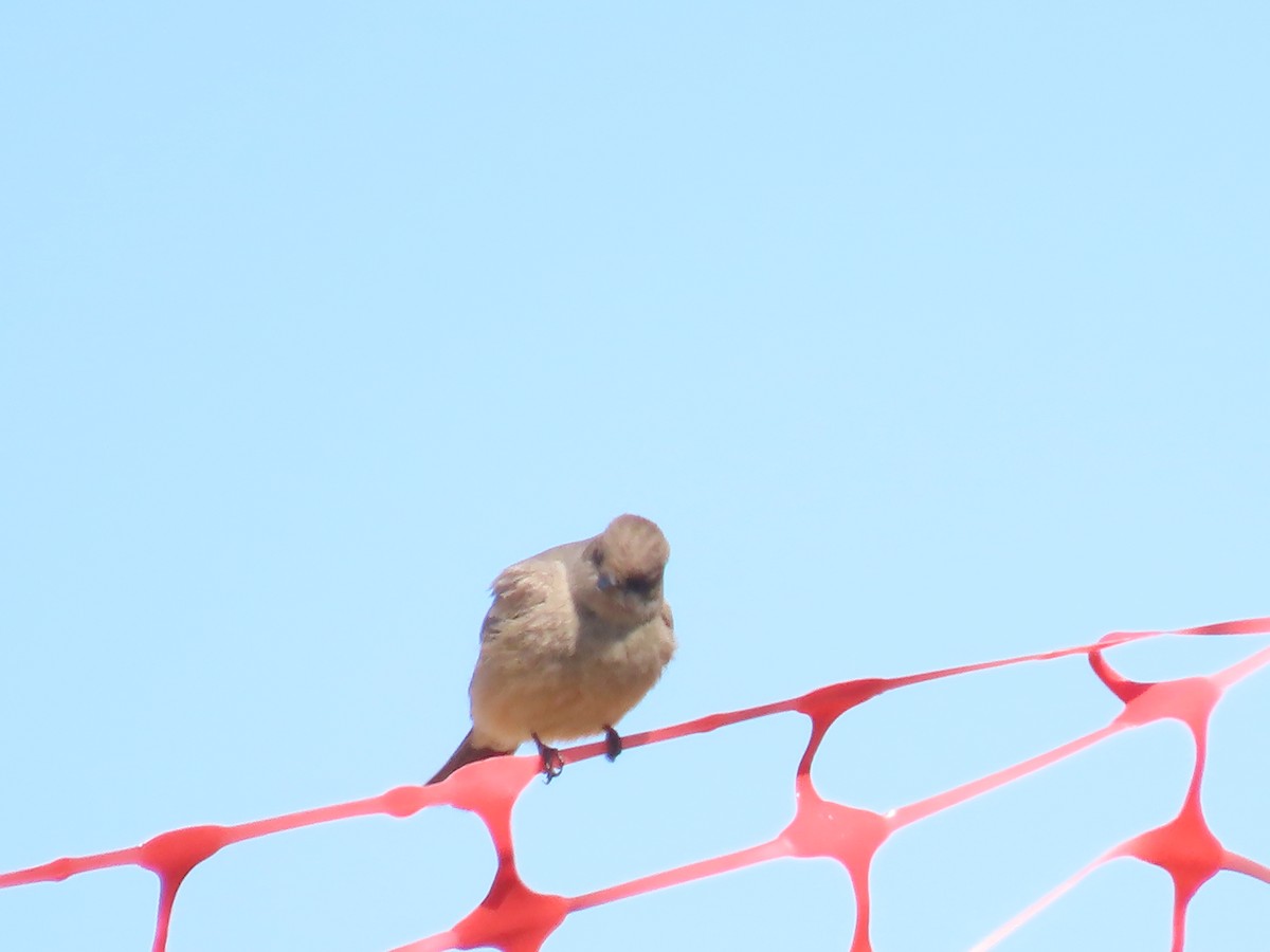 Say's Phoebe - ML634869048