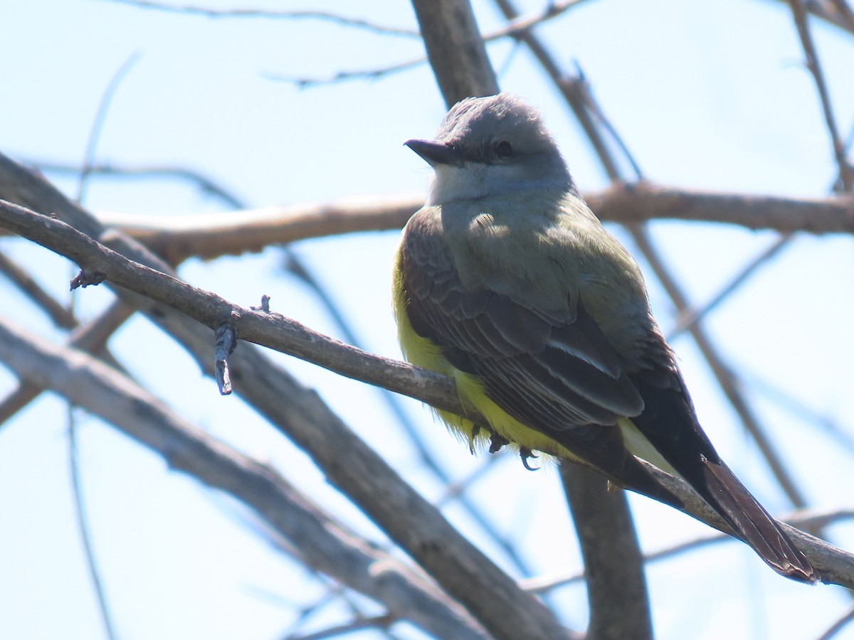 Western Kingbird - ML634869070