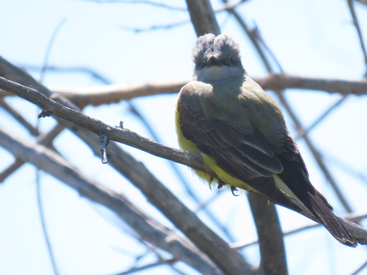 Western Kingbird - ML634869094