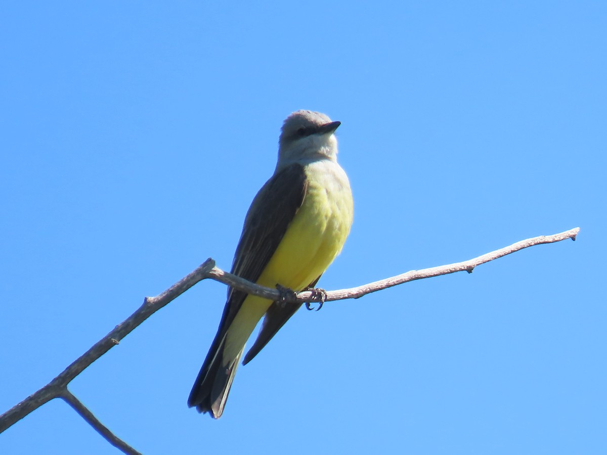 Western Kingbird - ML634869111