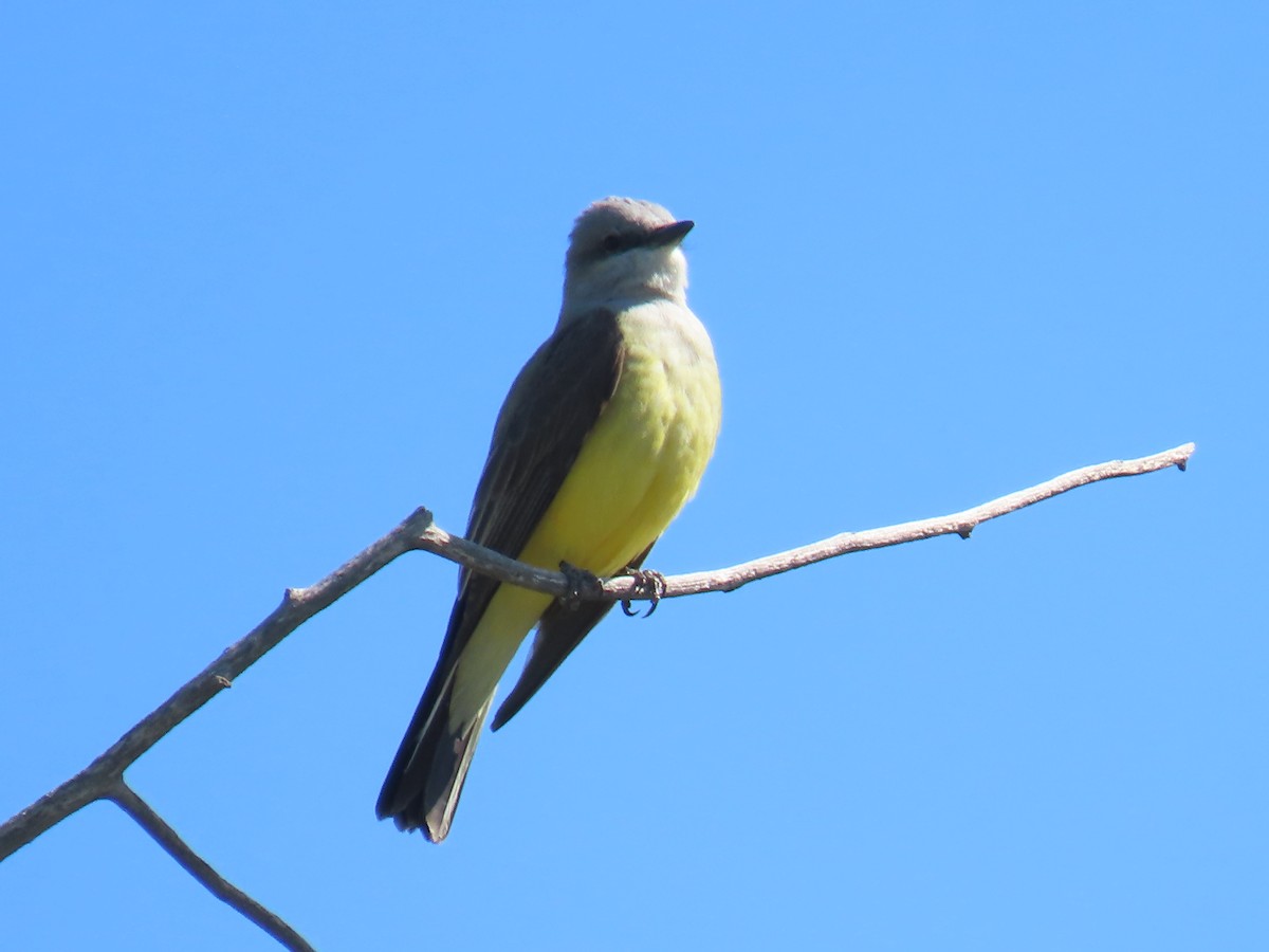 Western Kingbird - ML634869127
