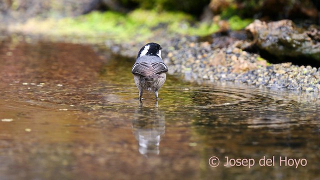 ヒガラ（ater グループ） - ML634869139