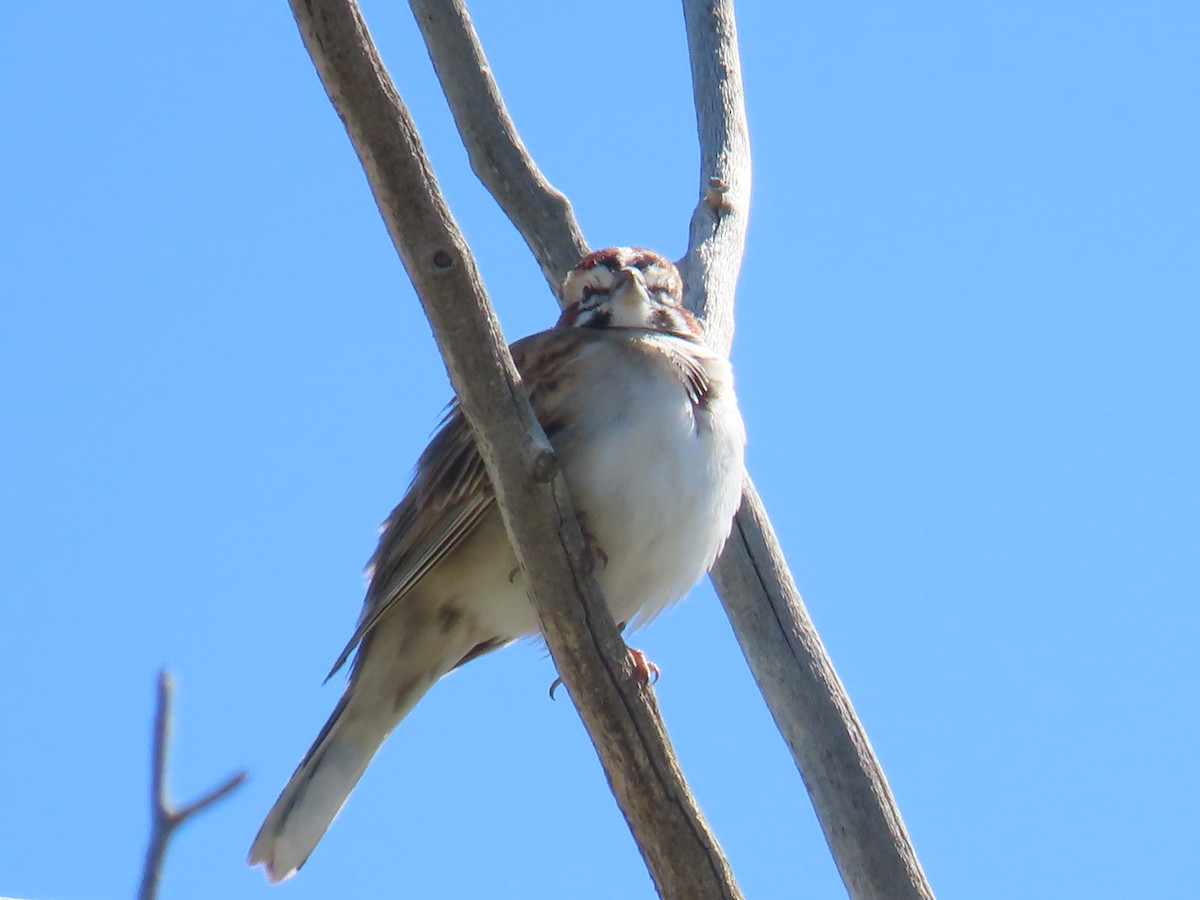 Lark Sparrow - ML634869142