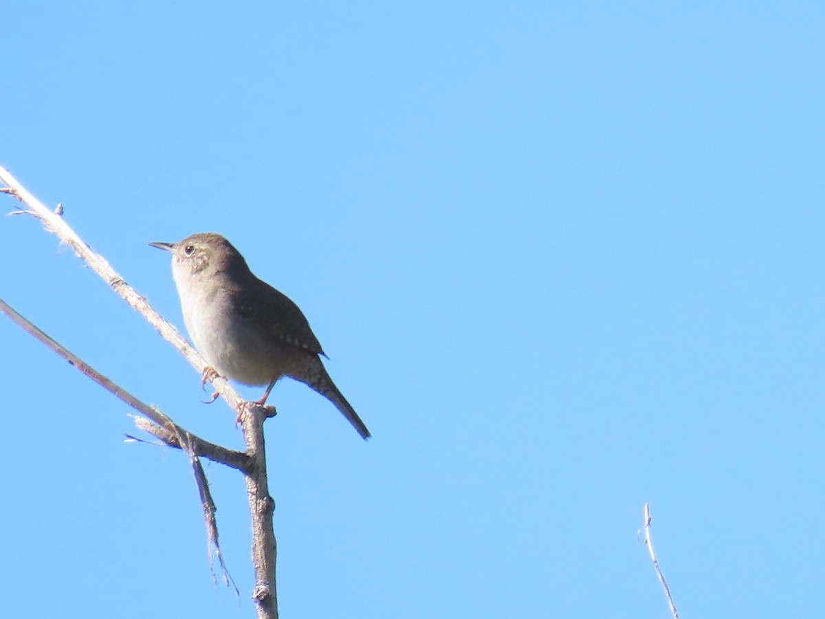 Northern House Wren - ML634869173