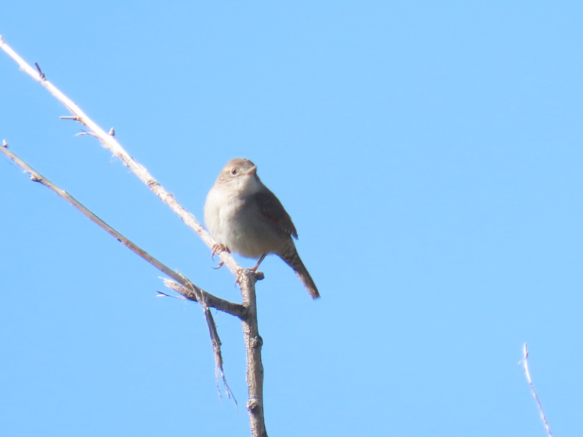 Northern House Wren - ML634869180