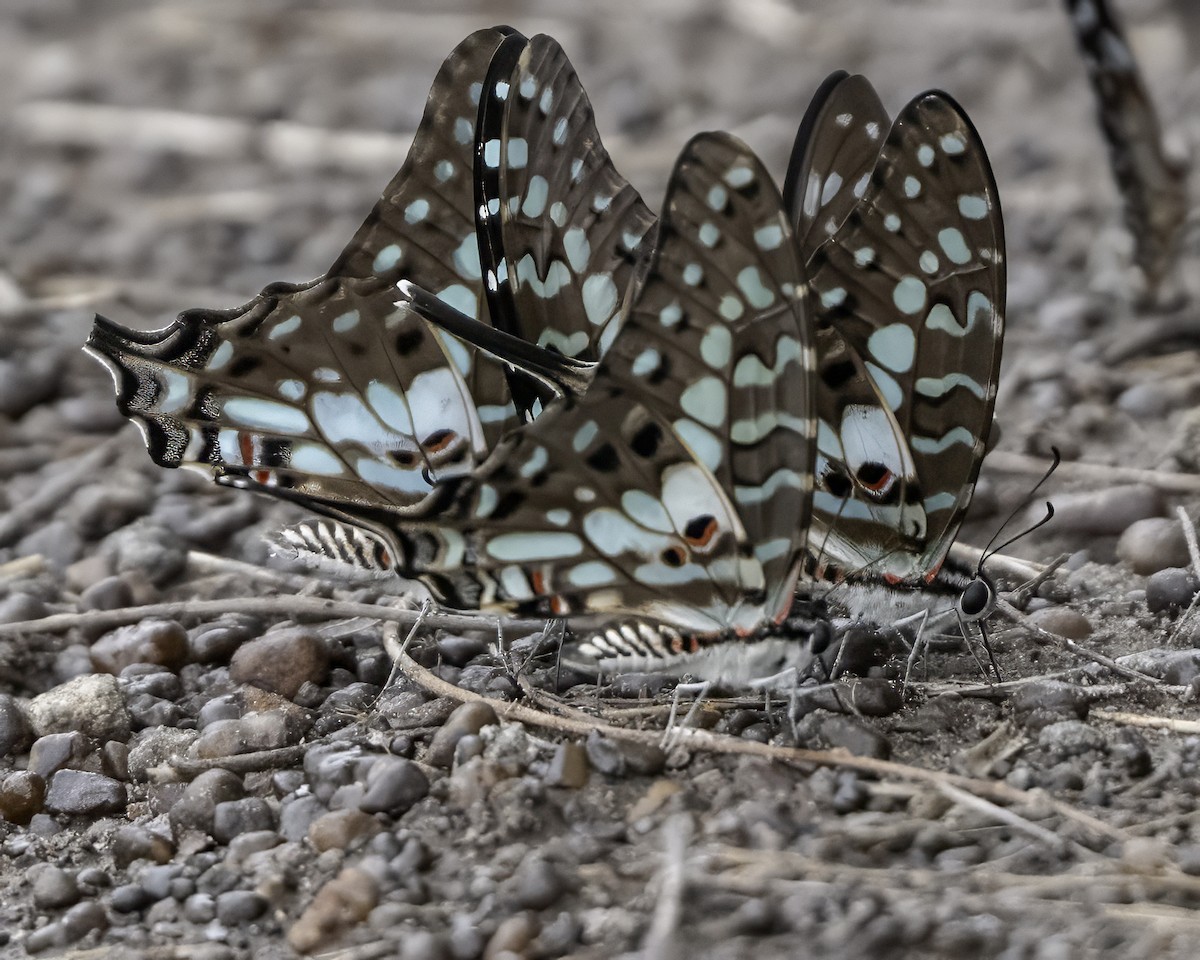 Insects - ML634869240