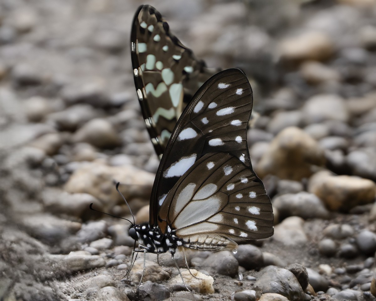 Insects - ML634869241