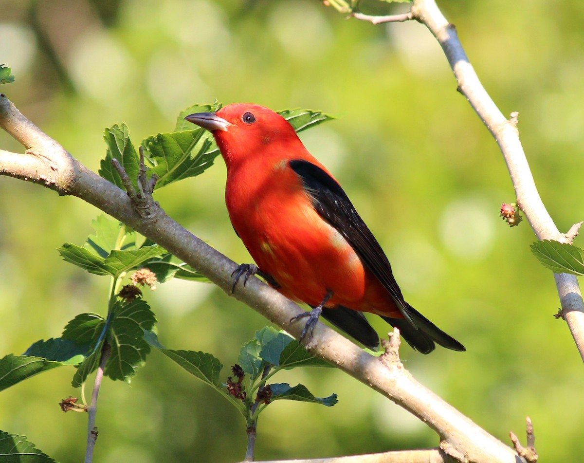 Scarlet Tanager - ML634869264