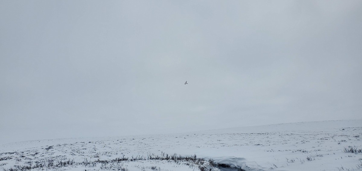 Gyrfalcon - ML634869267