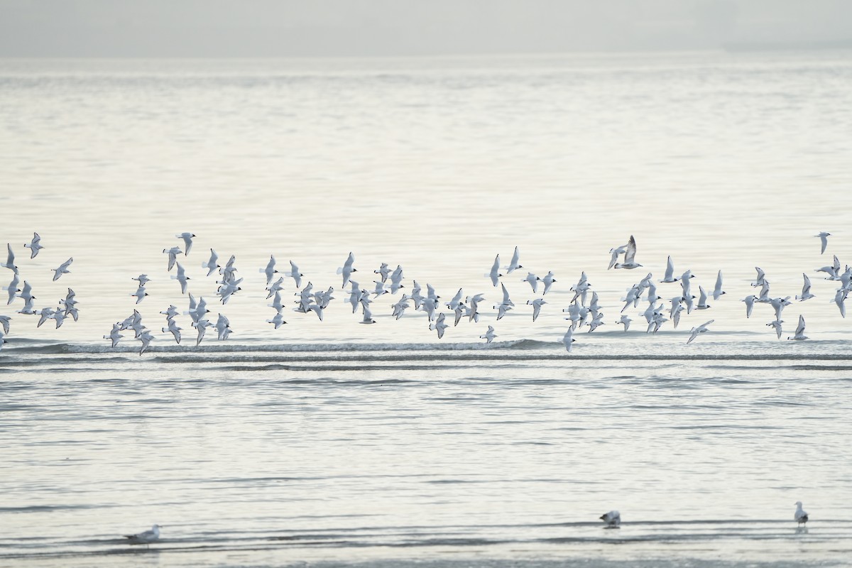 Bonaparte's Gull - ML634869287