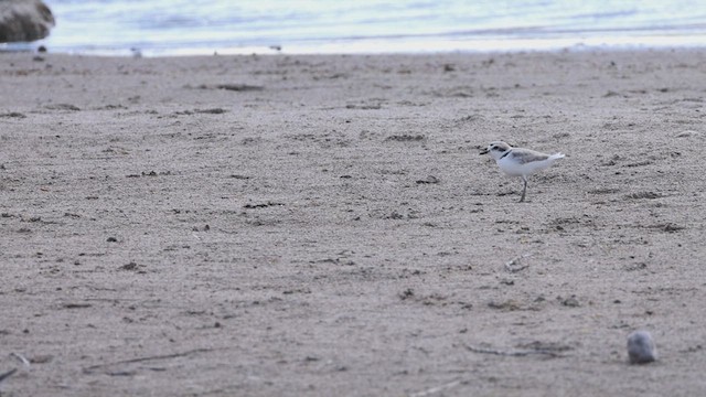 Snowy Plover - ML634869297