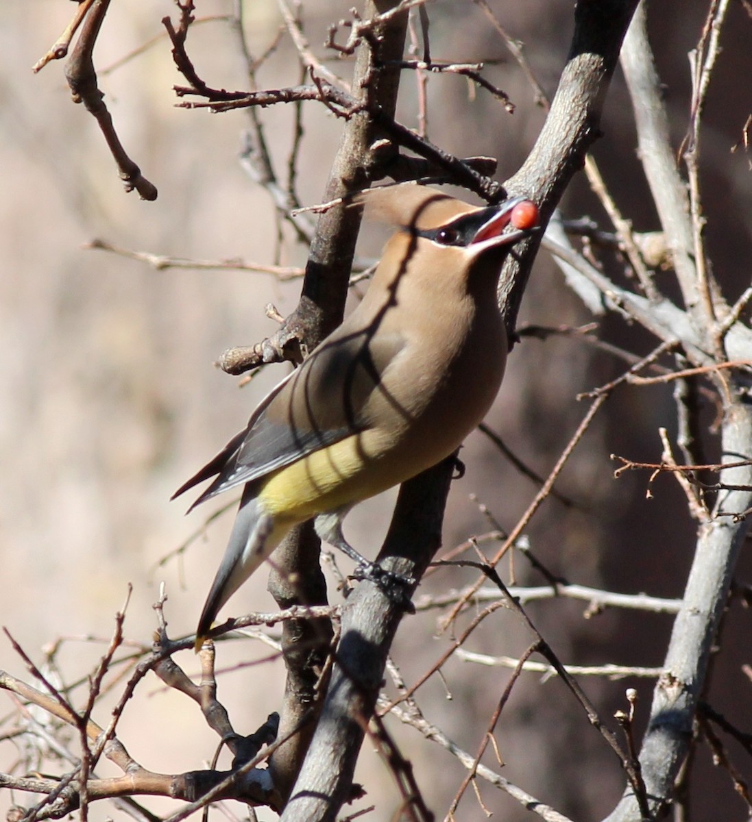 Cedar Waxwing - ML634869345