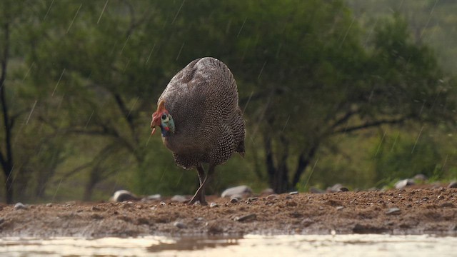 ホロホロチョウ（mitratus グループ） - ML634869405