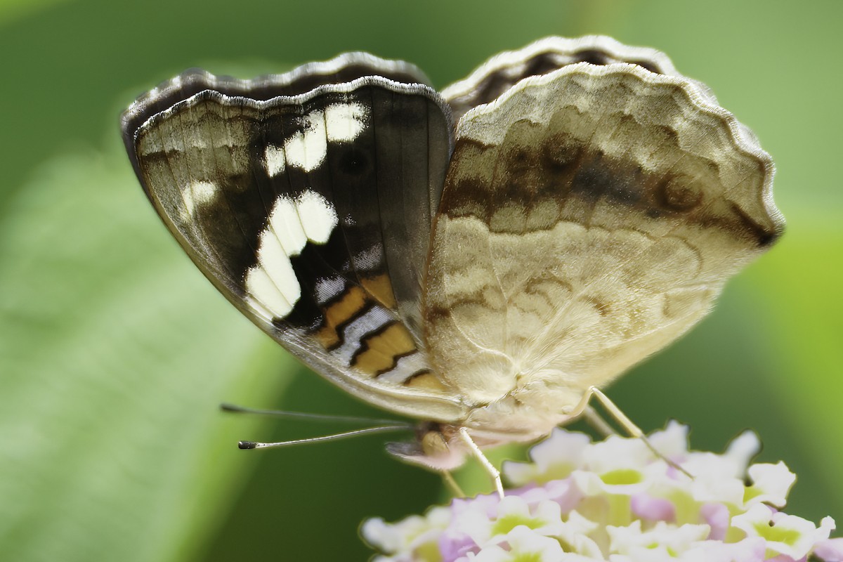 Insects - ML634869413