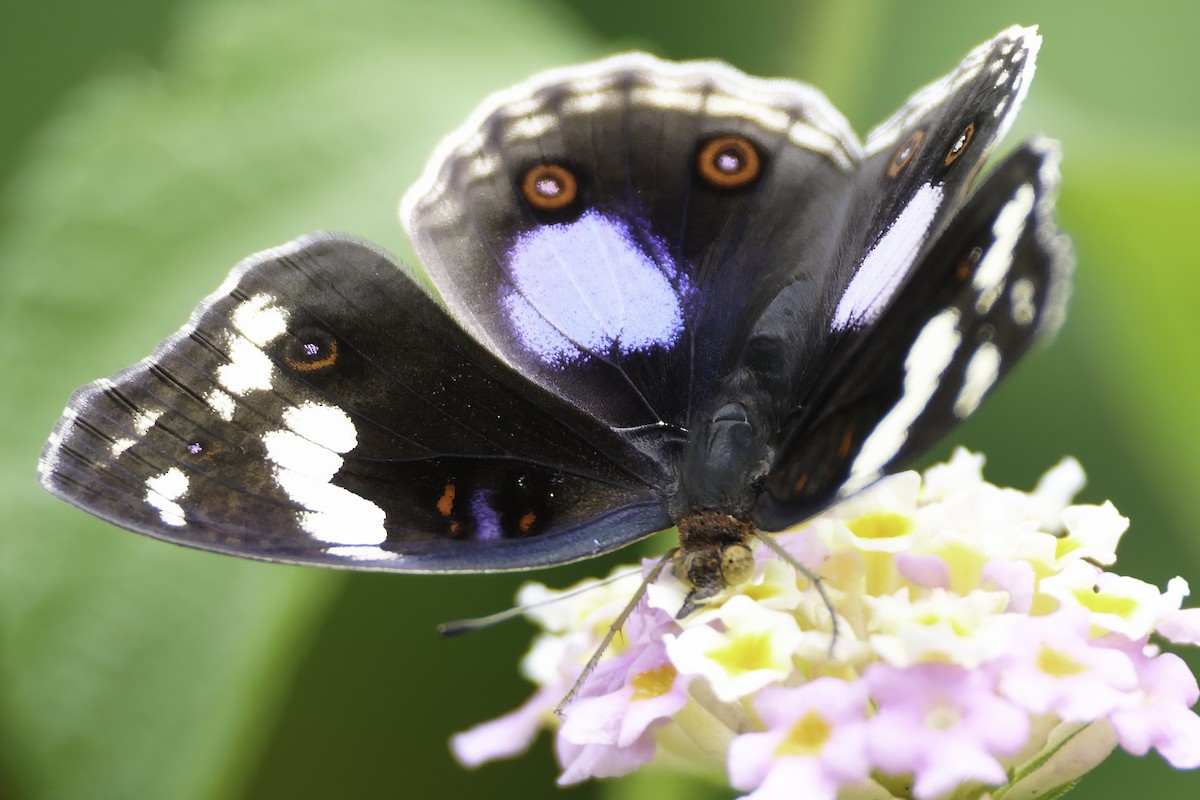 Insects - ML634869414