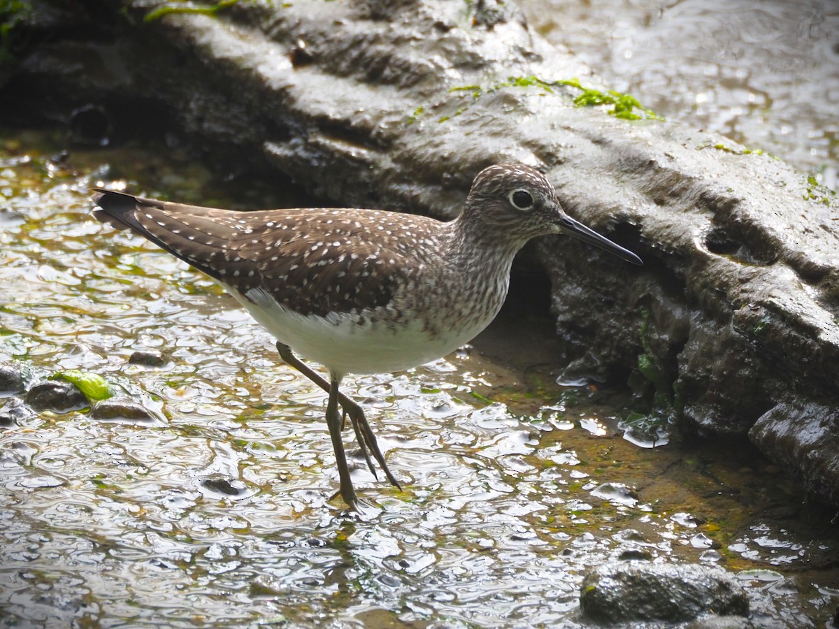 Solitary Sandpiper - ML634869442