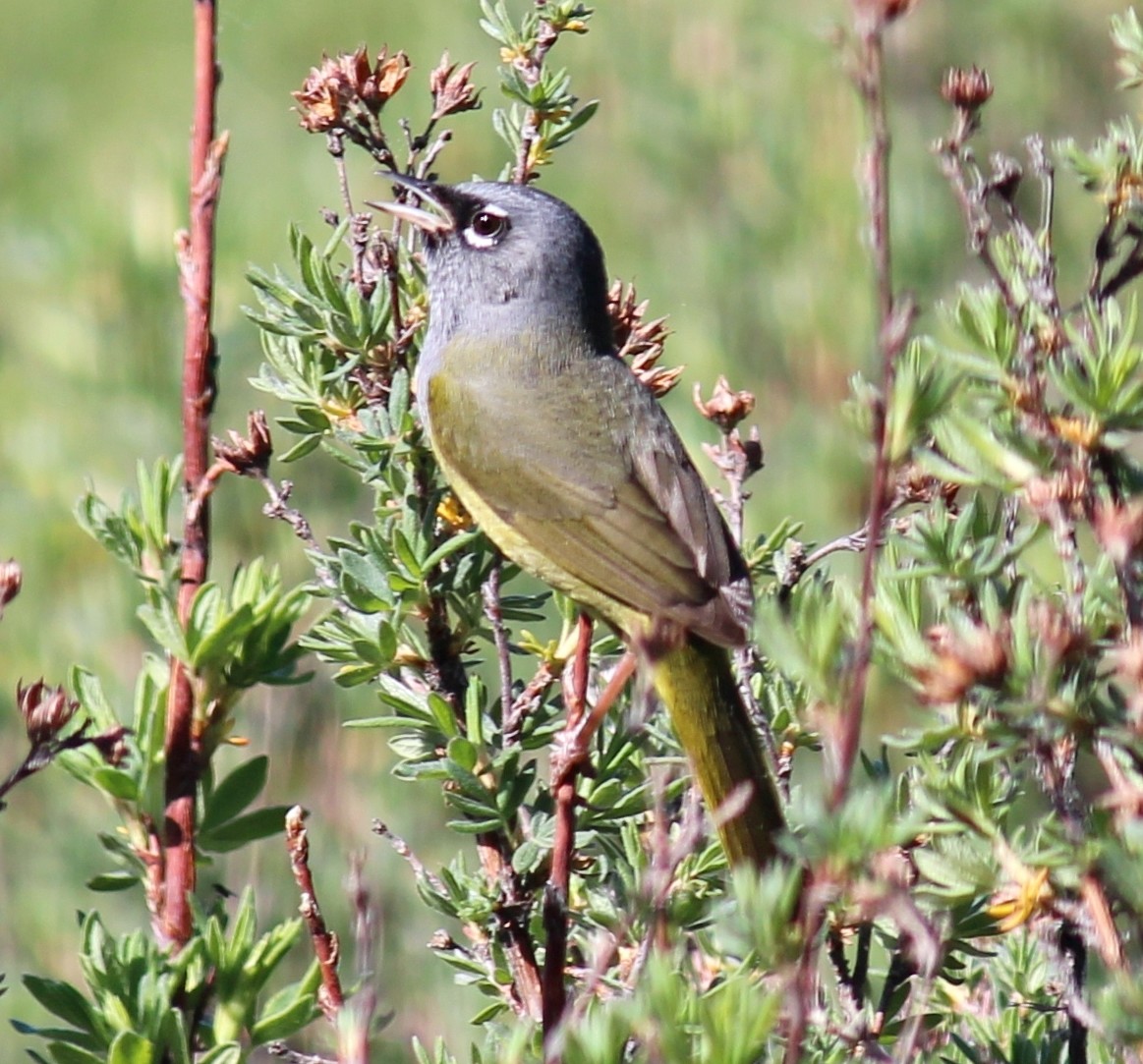 MacGillivray's Warbler - ML634869447