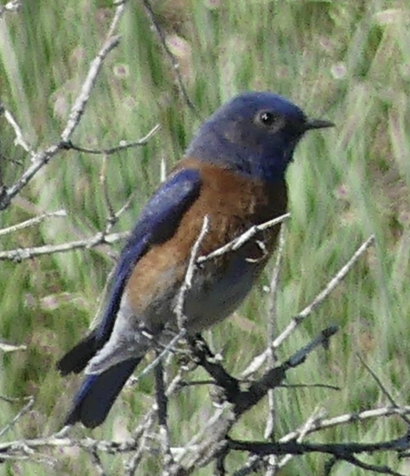 Blaukehl-Hüttensänger - ML634869484