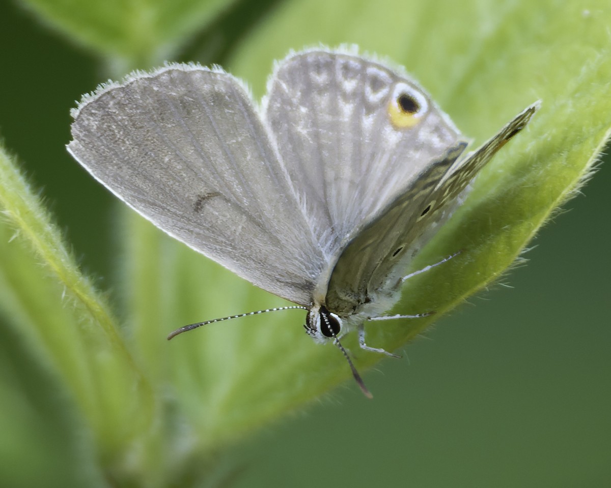 Insects - ML634869506