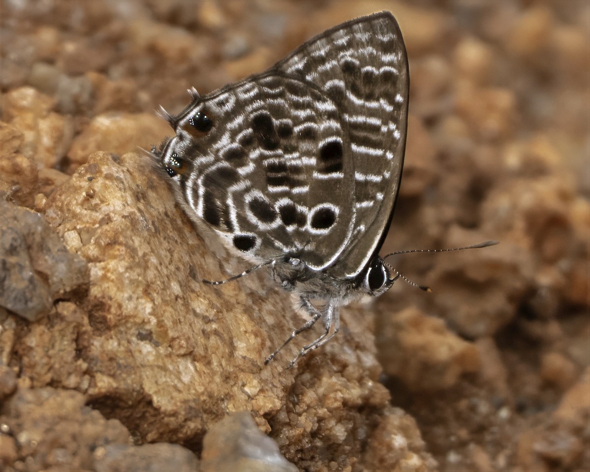 Insects - ML634869538