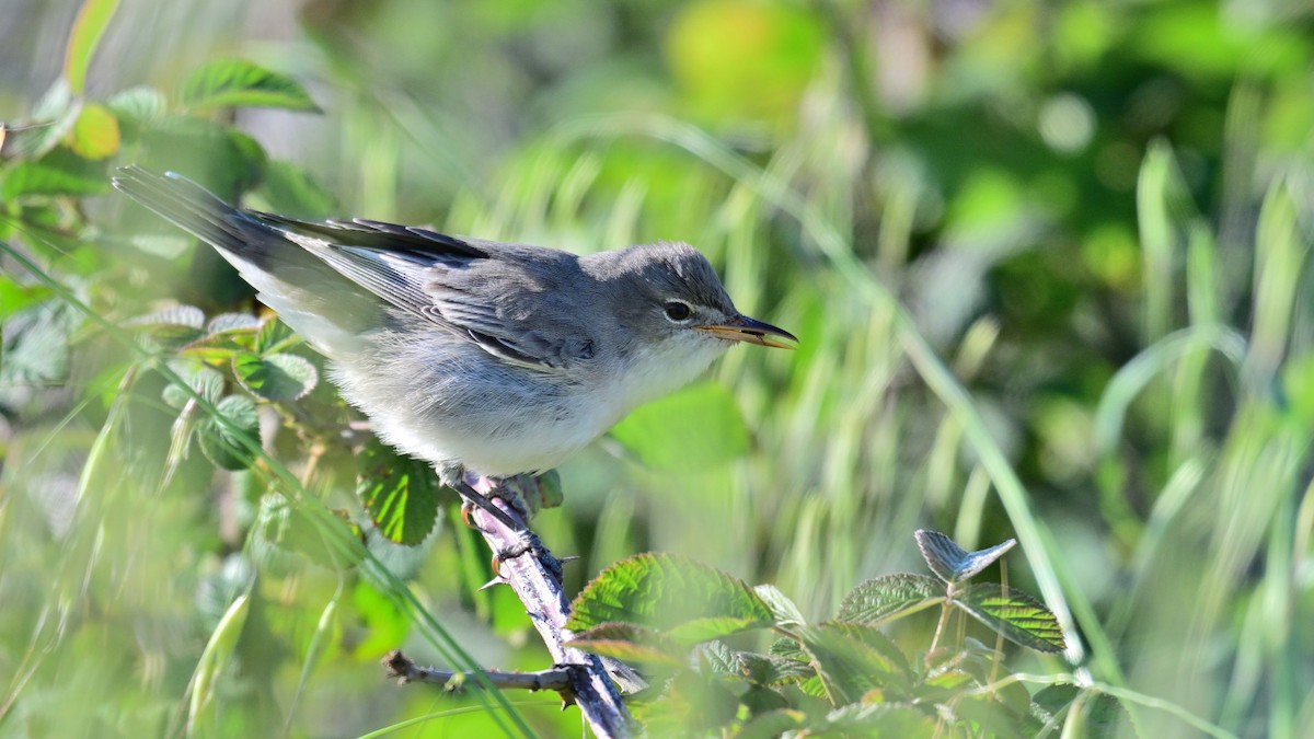Olive-tree Warbler - ML634869554