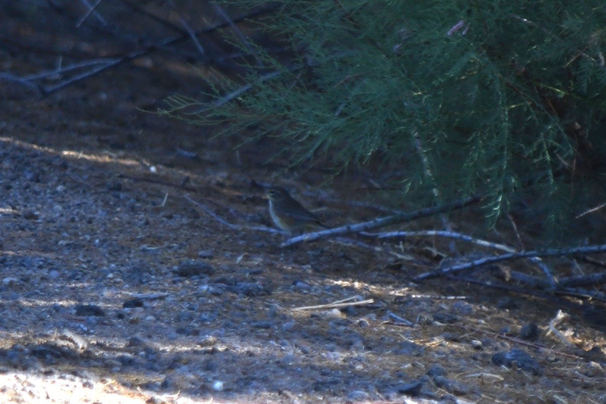 Palmenwaldsänger - ML634869655