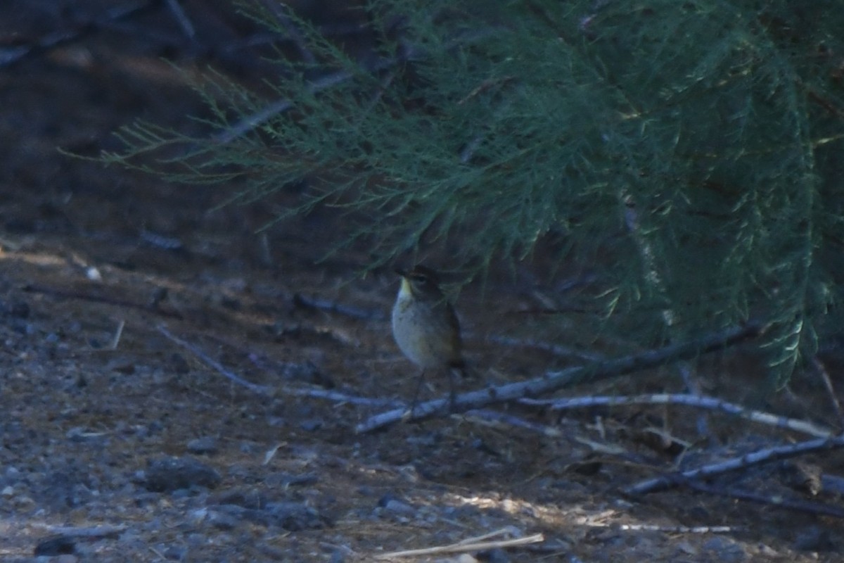 Palmenwaldsänger - ML634869657