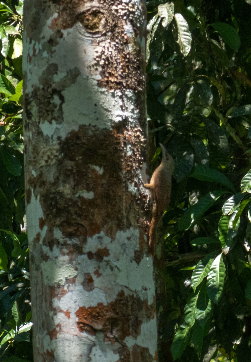 Cinnamon-throated Woodcreeper - ML634869784