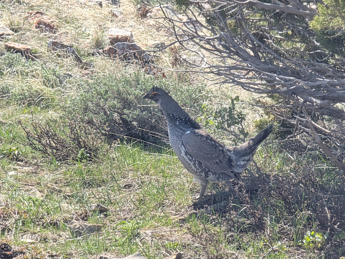 Dusky Grouse - ML634869859