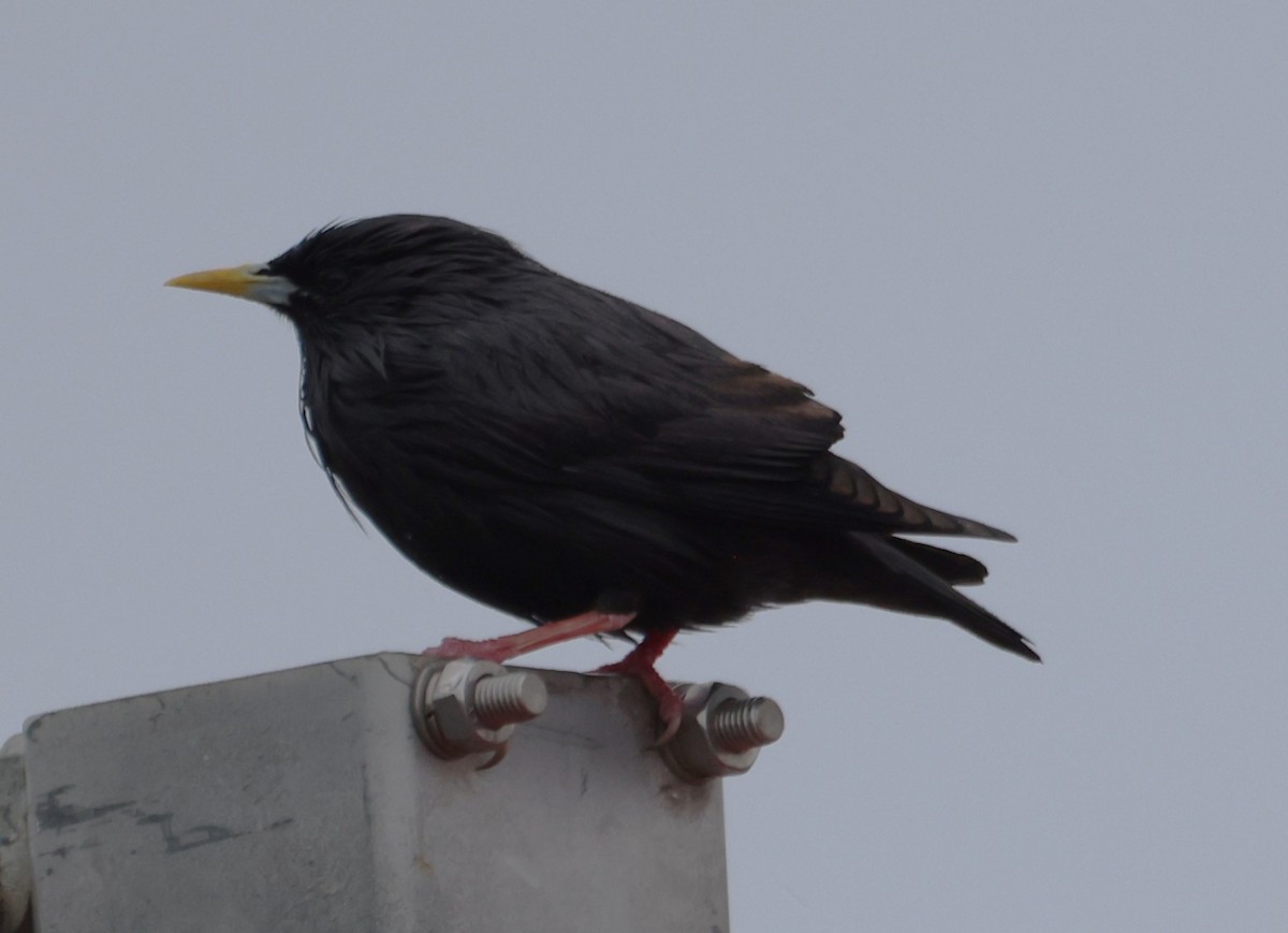 Étourneau unicolore - ML634869883