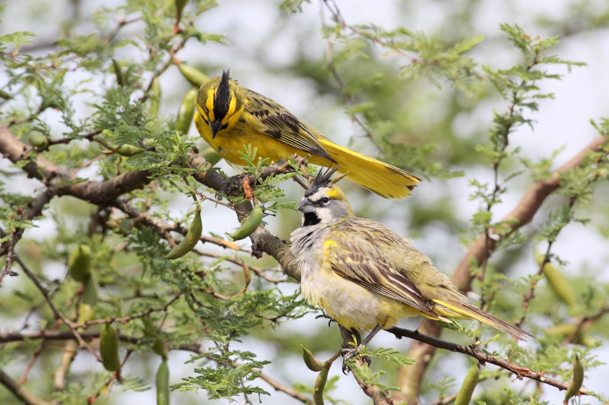 Yellow Cardinal - ML634869931