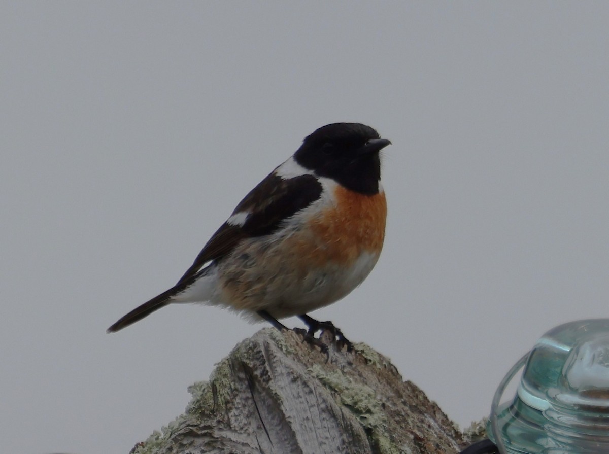 Tarier pâtre - ML634870010