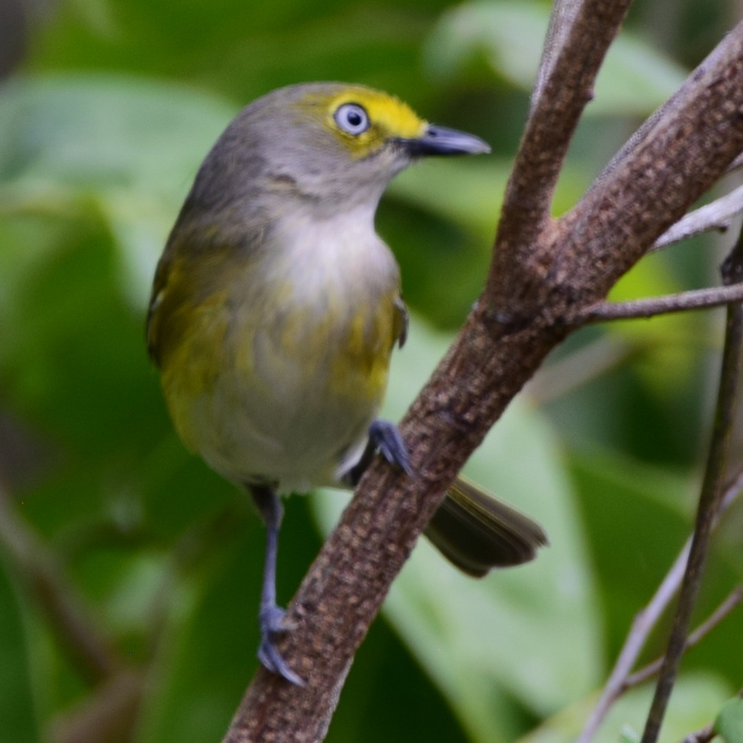 White-eyed Vireo - ML634870011