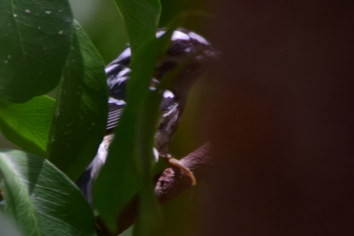 Black-and-white Warbler - ML634870021