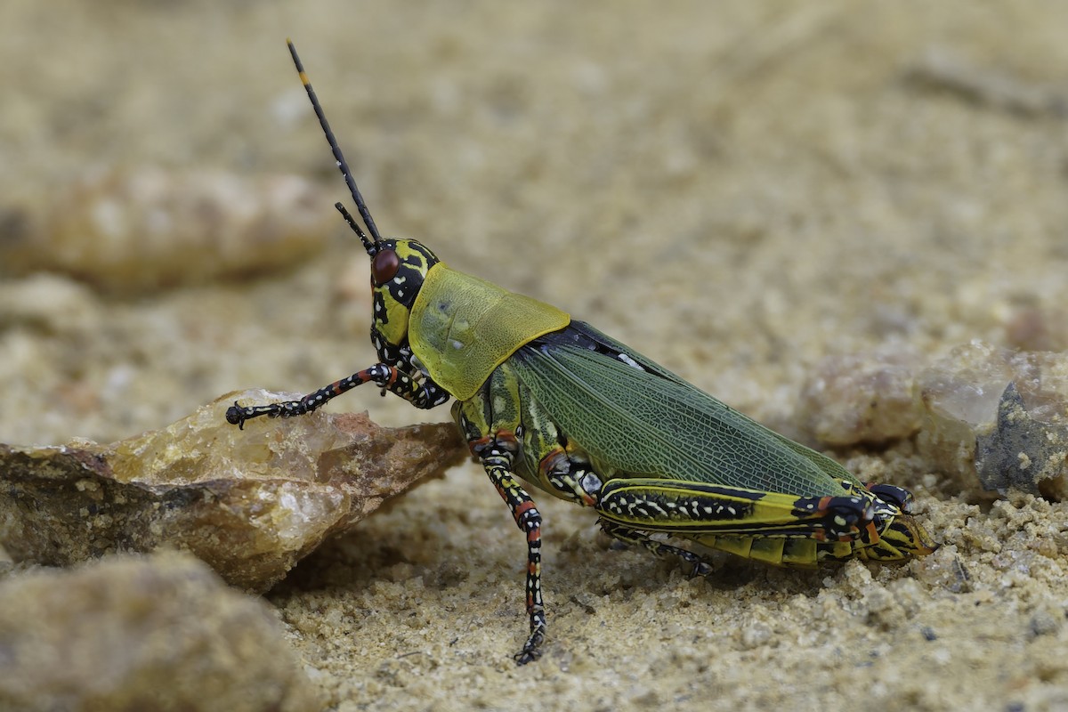 Insects - ML634870026