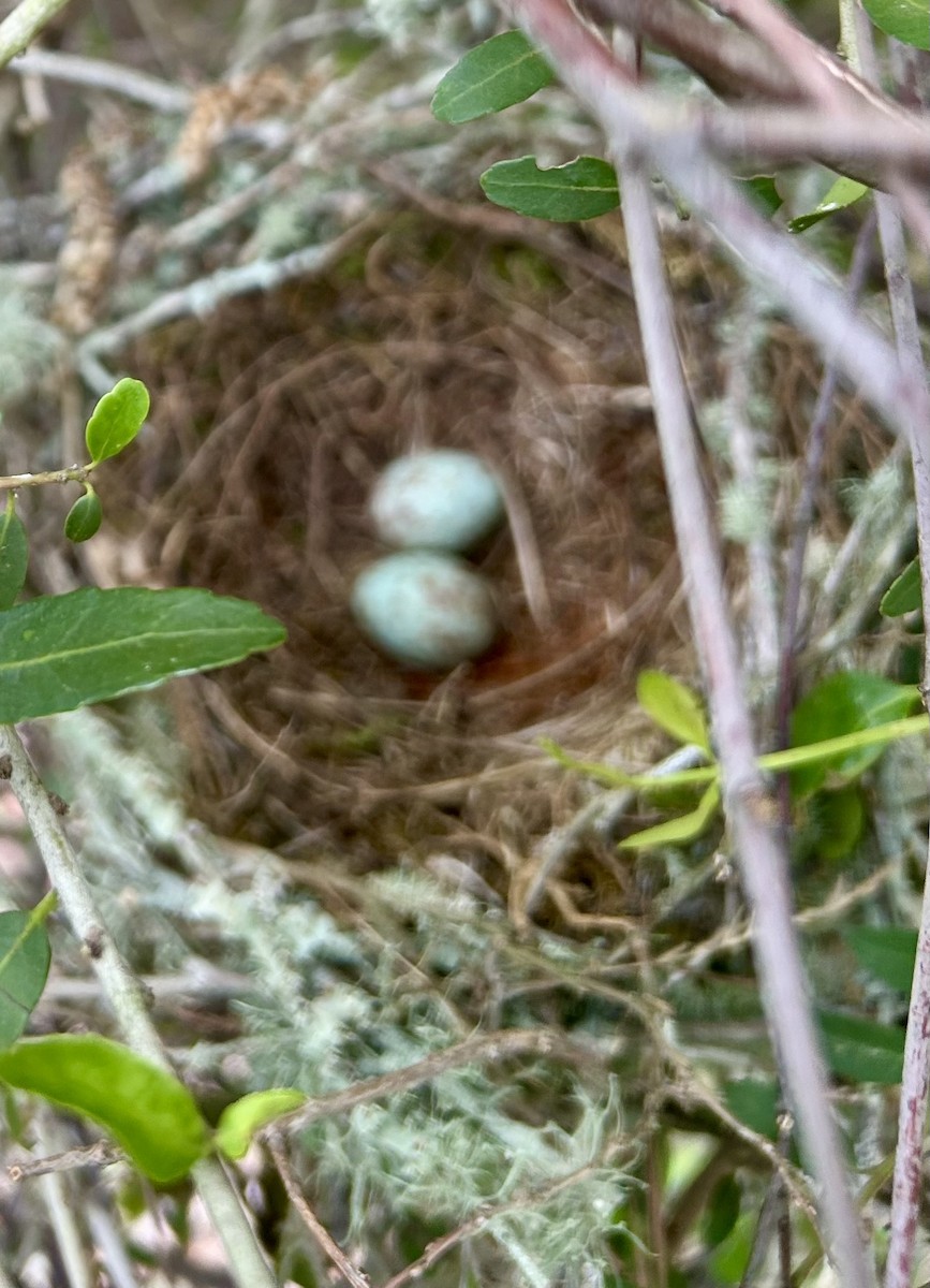 Northern Mockingbird - ML634870027