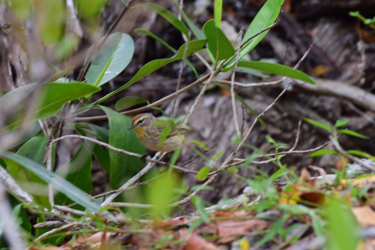 Palm Warbler - ML634870058