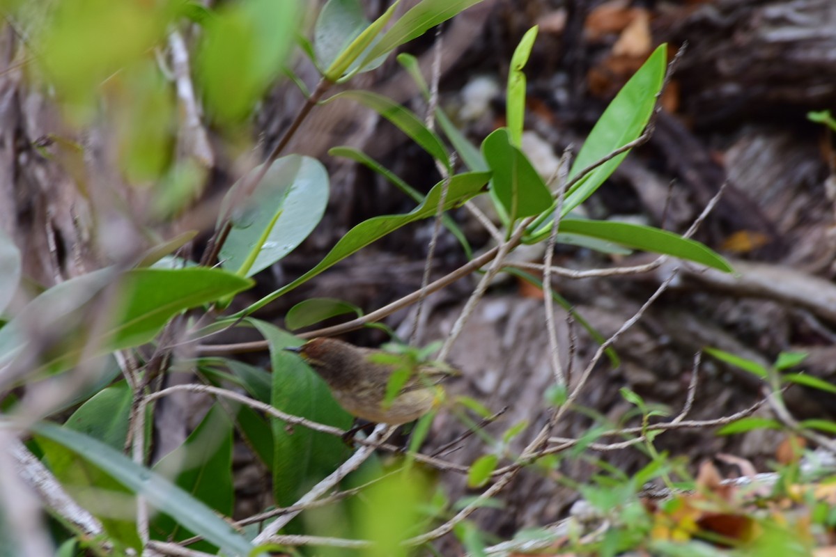 Palm Warbler - ML634870059