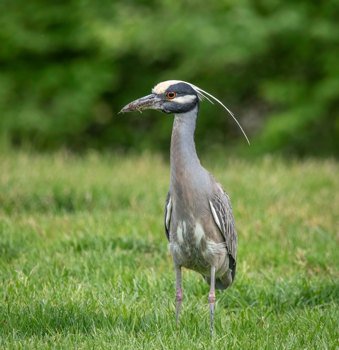 Yellow-crowned Night Heron - ML634870315