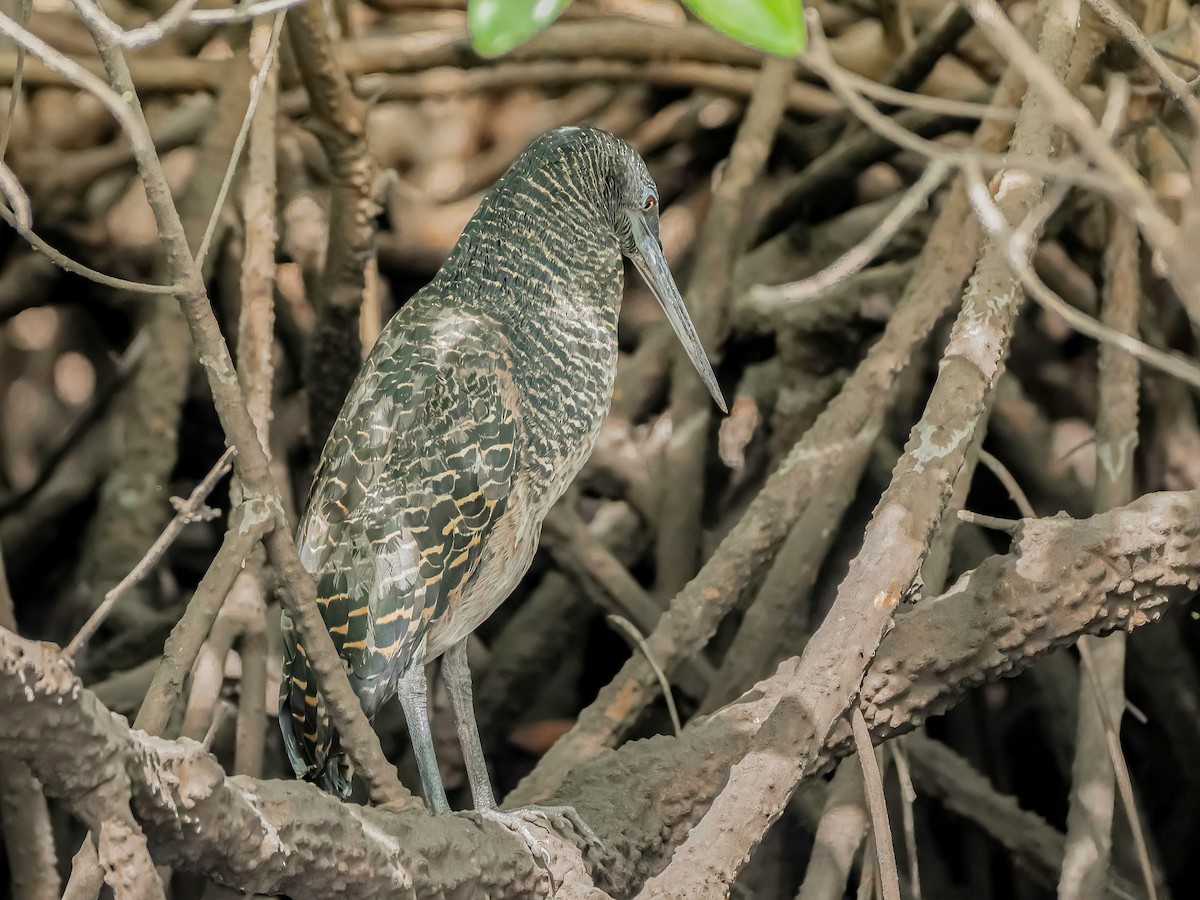 White-crested Tiger-Heron - ML634870505