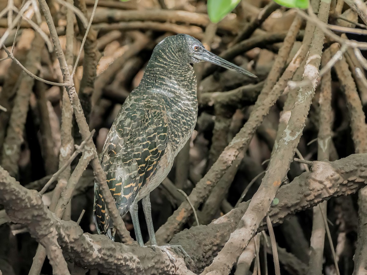 White-crested Tiger-Heron - ML634870508